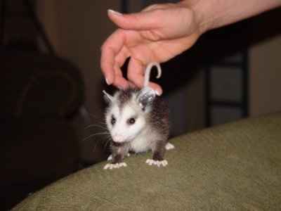 NWR- Want to see the cutest thing in the world? Marcel the Shell!