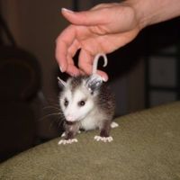 NWR- Want to see the cutest thing in the world? Marcel the Shell!