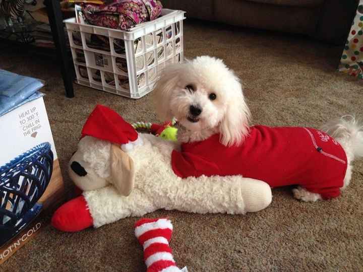 Pets In Wedding Photos!
