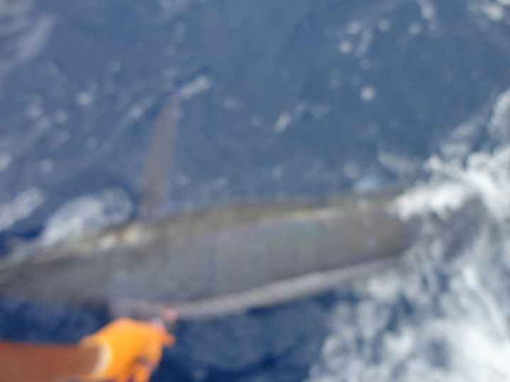 "Deep Sea Fishing" excursion on a cruise?