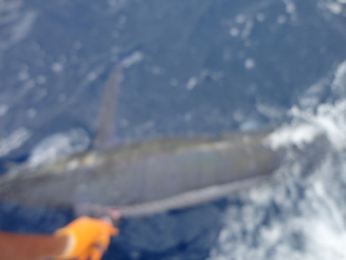 "Deep Sea Fishing" excursion on a cruise?