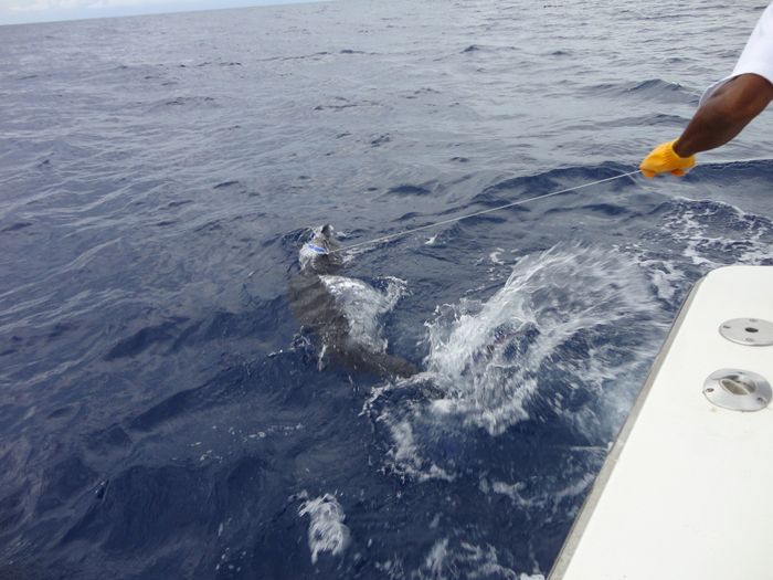 "Deep Sea Fishing" excursion on a cruise?