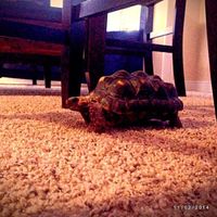 Today is a little slow, so... PETS! :)