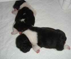 Show off your furbabies!