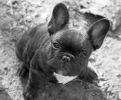 Show off your furbabies!