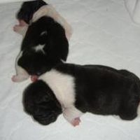 Show off your furbabies!