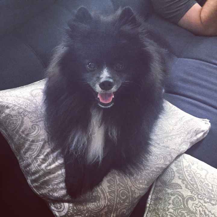 NWR: Puppies and fur babies!