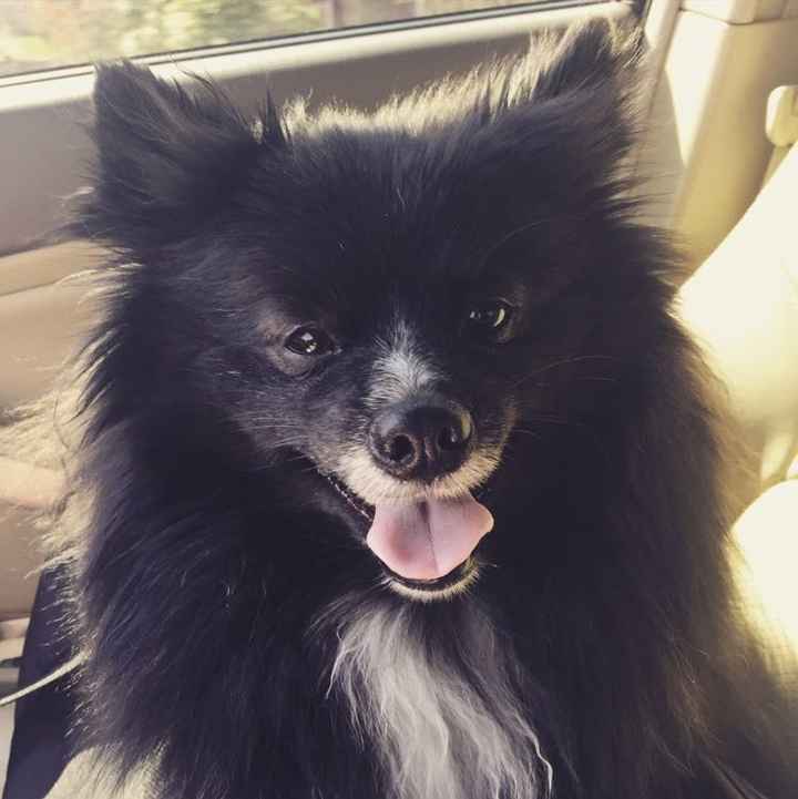 Furbabies?(non wedding post)