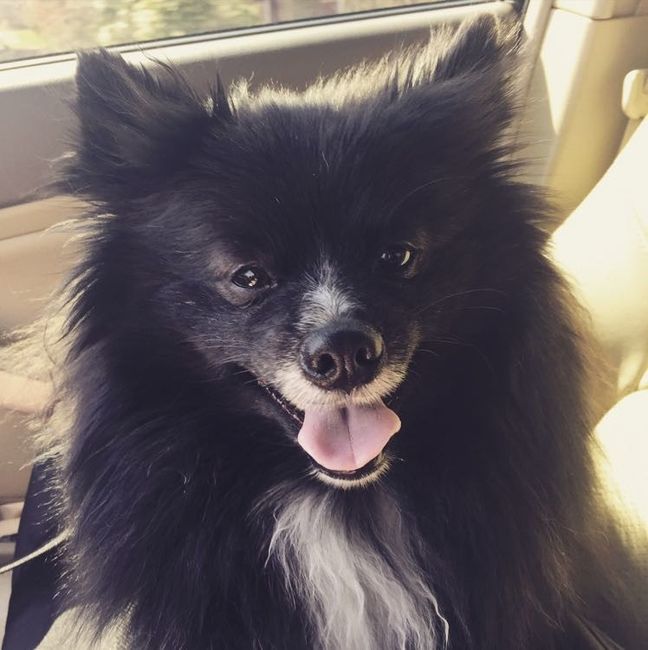 Furbabies?(non wedding post)