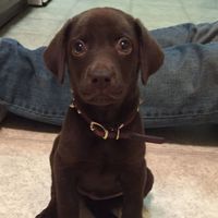 NWR: Nervous Nelly, NCLEX