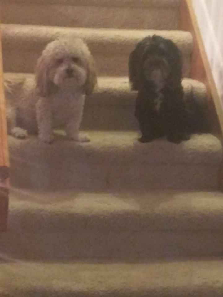 Show me your fur babies!