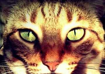 Just for fun, lets see your crazy pet child....