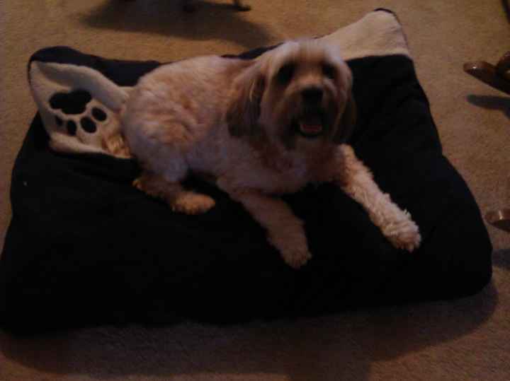Just for fun, lets see your crazy pet child....