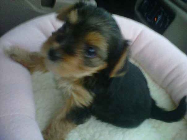 your fur babies baby pics- share'em if you got'em