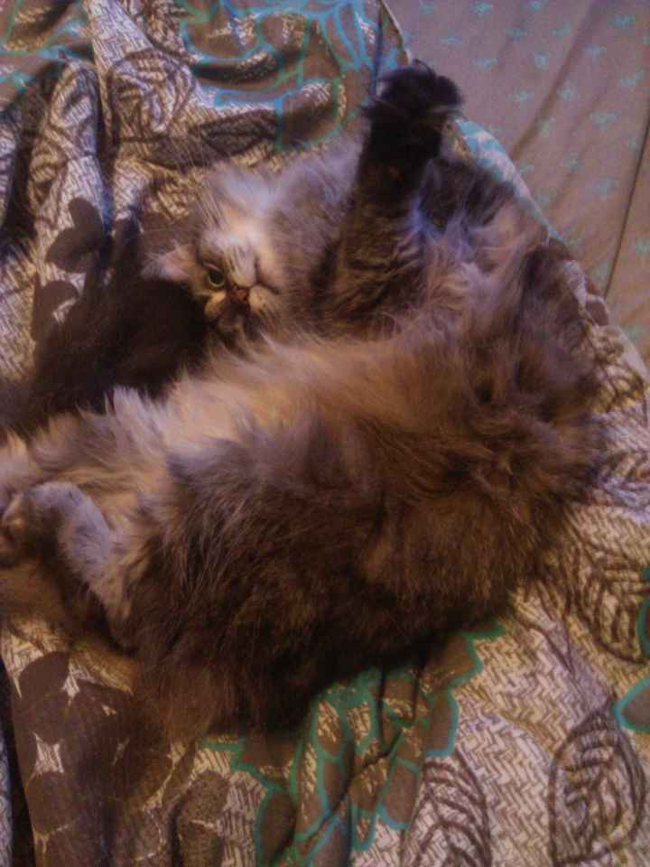NWR...my fur baby passed and my FH was AMAZINGLY there for me.