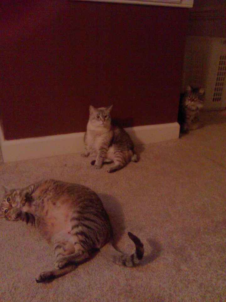 NWR...my fur baby passed and my FH was AMAZINGLY there for me.