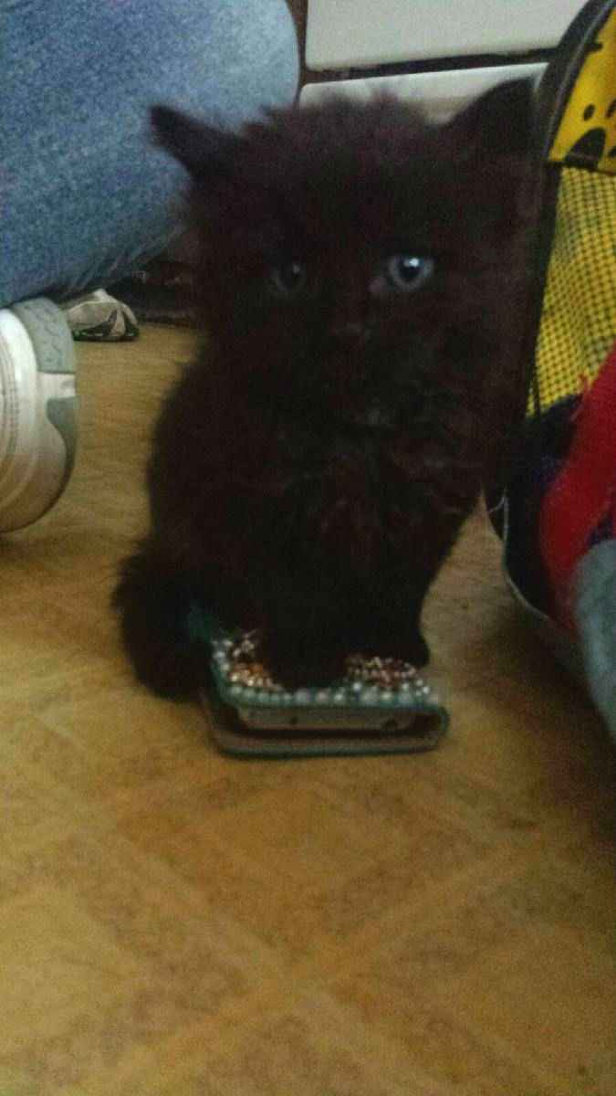 NWR: longest week ever. Need kitten pictures