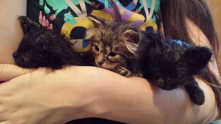 NWR: longest week ever. Need kitten pictures