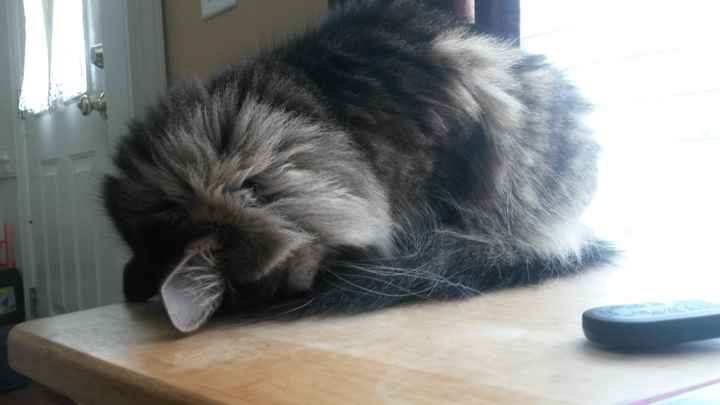 NWR: Share your funny pet stories!