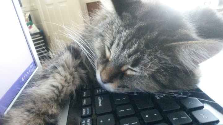 NWR: Share your funny pet stories!
