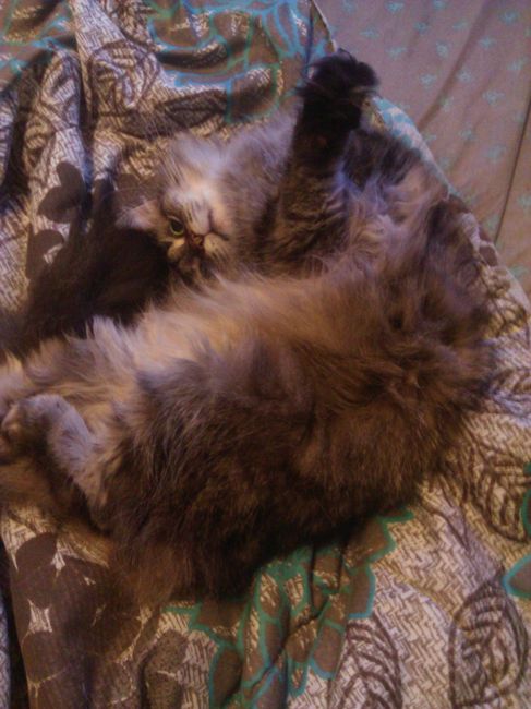 NWR...my fur baby passed and my FH was AMAZINGLY there for me.