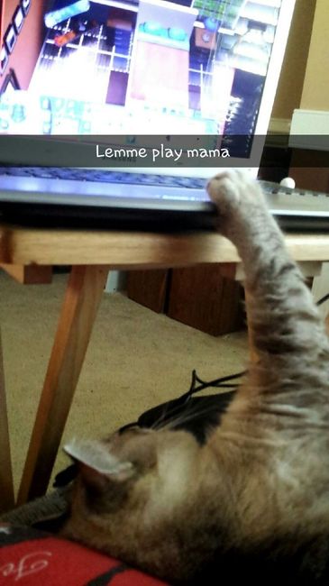 NWR: Pets "helping"