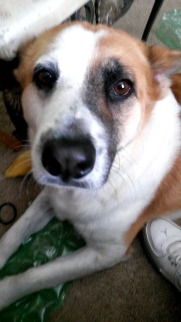 NWR: What is your pet scared of?