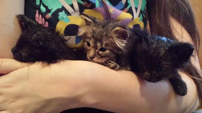 NWR: longest week ever. Need kitten pictures