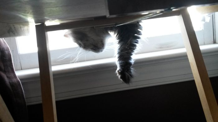 NWR: Share your funny pet stories!