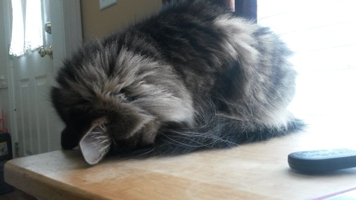 NWR: Share your funny pet stories!