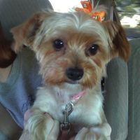 Animals in your wedding?