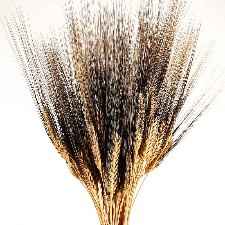 Black Beard Wheat