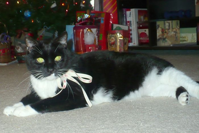 NWR- show me your pet!