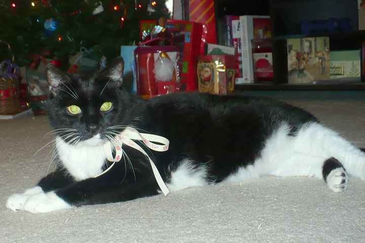 NWR- show me your pet!