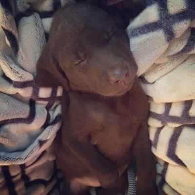 your fur babies baby pics- share'em if you got'em