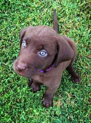 your fur babies baby pics- share'em if you got'em