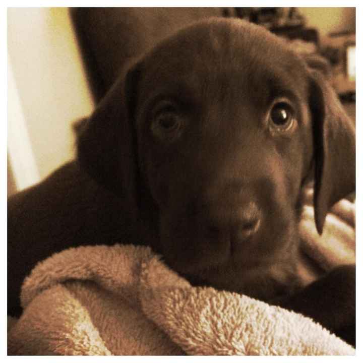 NWR:  Back with a PUPPY!  Everyone meet Luna! UPDATE I feel like a coward!