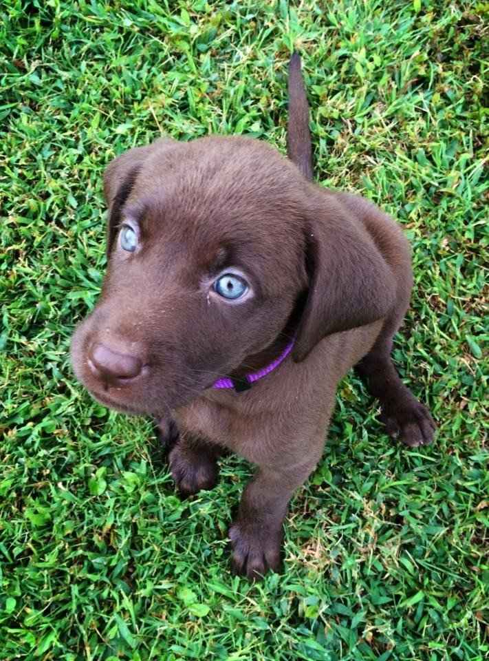 NWR:  Back with a PUPPY!  Everyone meet Luna! UPDATE I feel like a coward!