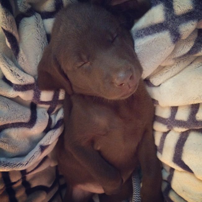 NWR:  Back with a PUPPY!  Everyone meet Luna! UPDATE I feel like a coward!