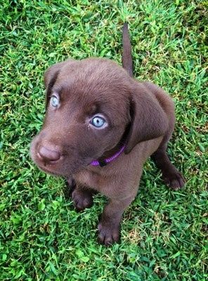 your fur babies baby pics- share'em if you got'em