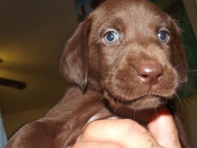 NWR:  First pic of our pup is here!  We meet her Saturday!