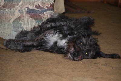 Furbabies!!! Lets show them off!