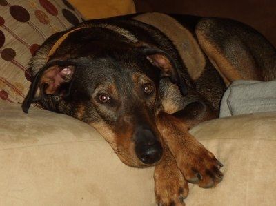 Furbabies!!! Lets show them off!