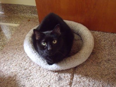 NWR: Lets see our pets!!