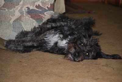 Furbabies!!! Lets show them off!