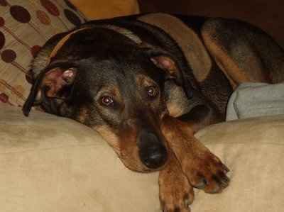 Furbabies!!! Lets show them off!