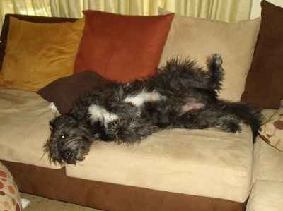 NWR: Lets see our pets!!