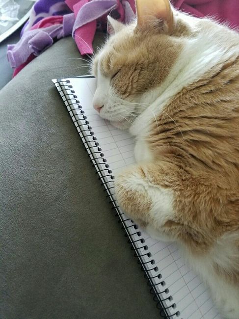 NWR: Tomorrow is National Cat Day!