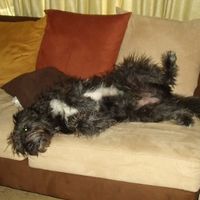 NWR: Lets see our pets!!