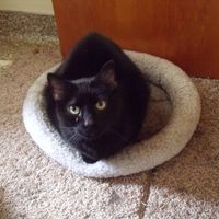 NWR: Lets see our pets!!